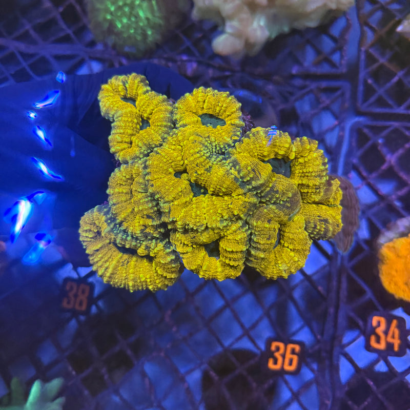 WYSIWYG Australian Lobophyllia