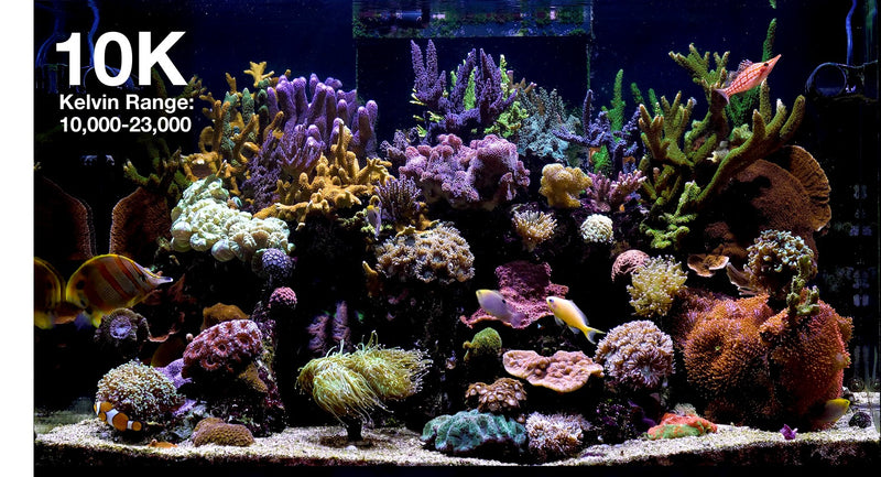 Red Sea ReedLED G2 60