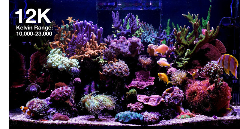 Red Sea ReedLED G2 60
