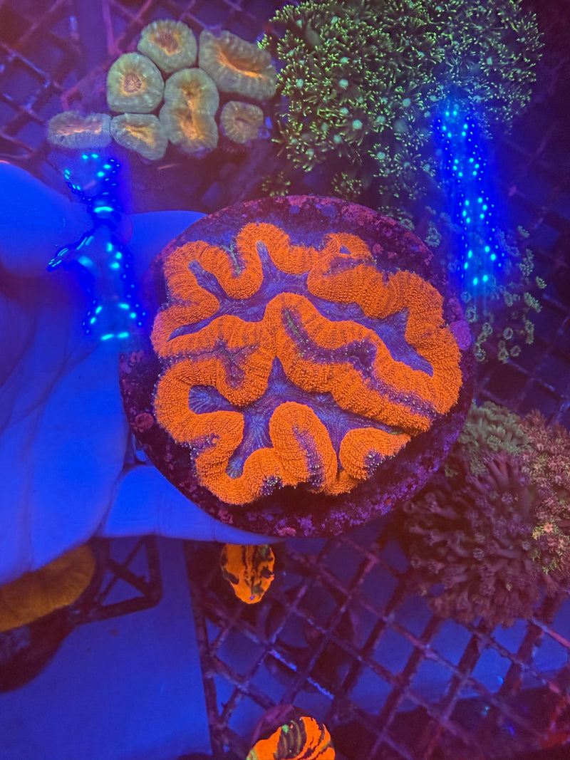 Lobophyllia WYSIWYG