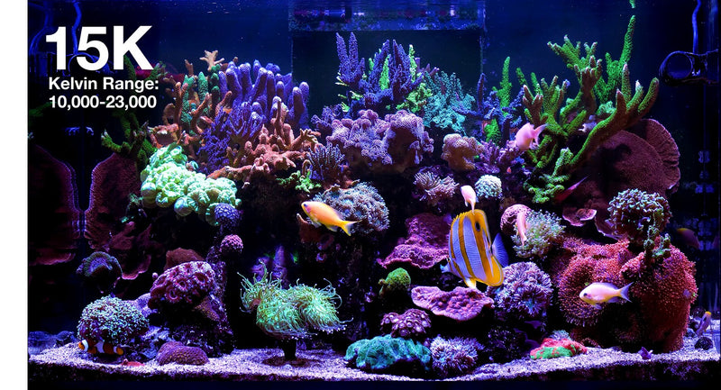 Red Sea ReedLED G2 60