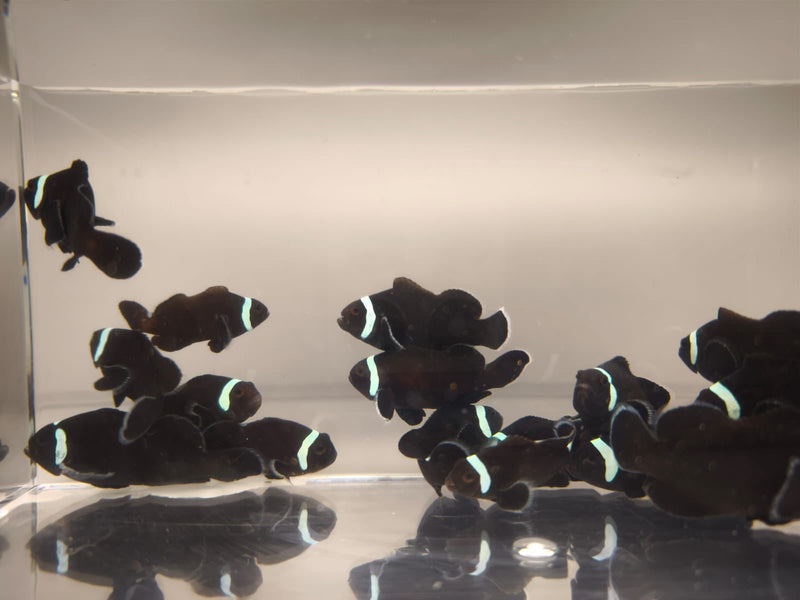 Aquacultured Clownfish - Extreme Black Misbar