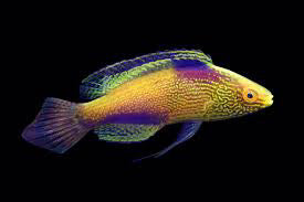 Golden Rhomboidalis Wrasse