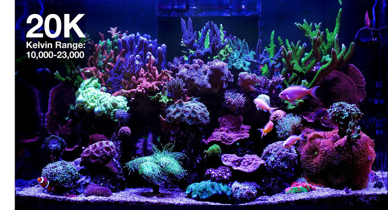 Red Sea ReedLED G2 60