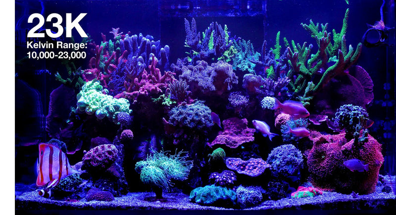 Red Sea ReedLED G2 60
