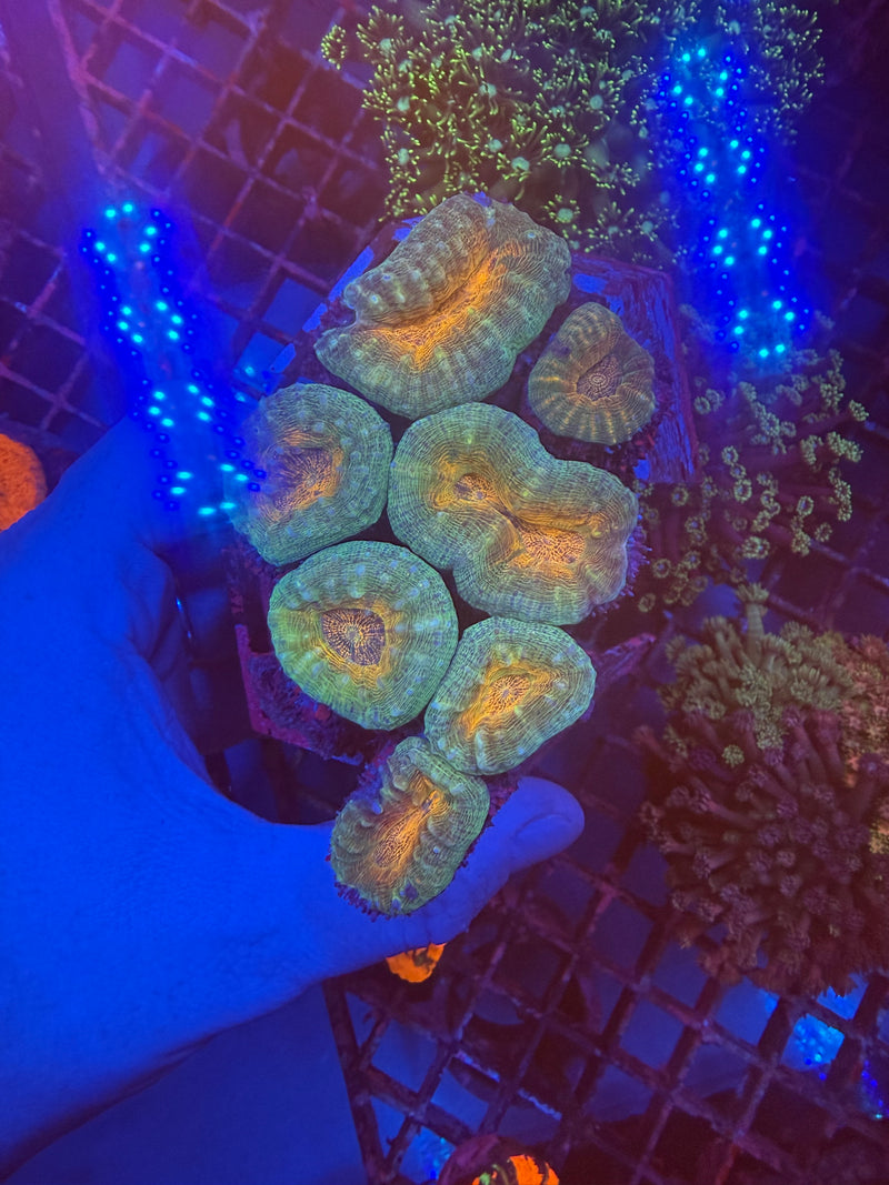 Lobophyllia WYSIWYG