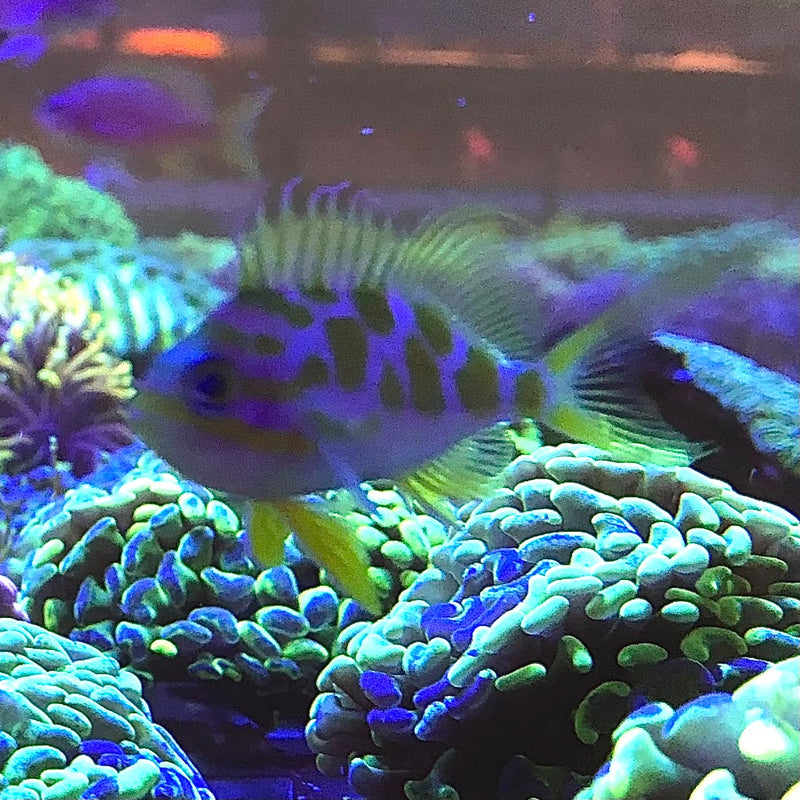 Borbonius Anthias