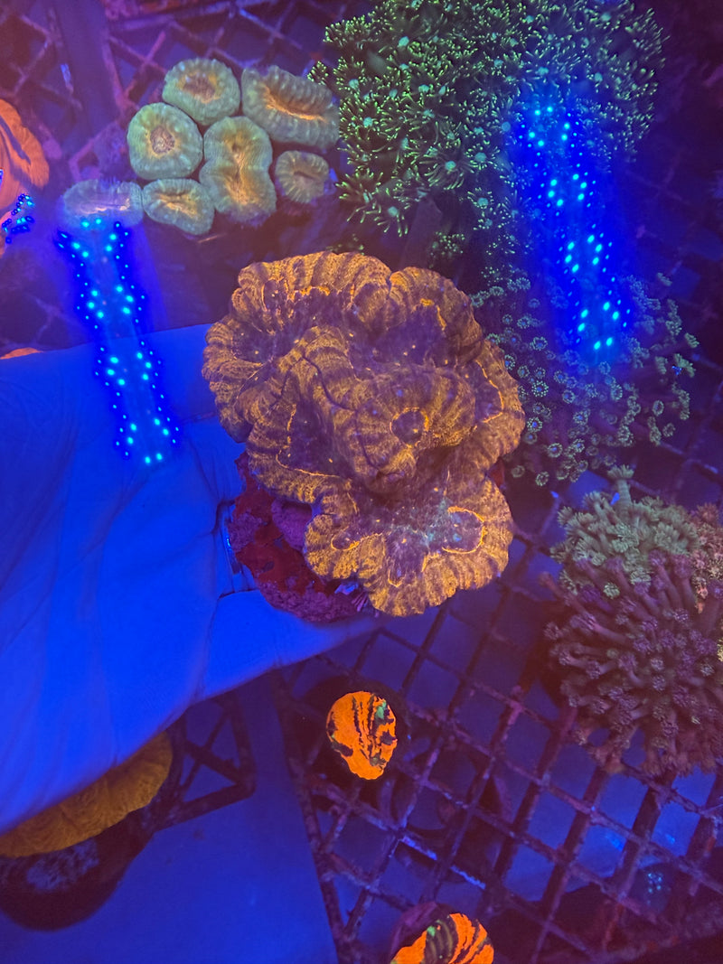 Lobophyllia WYSIWYG