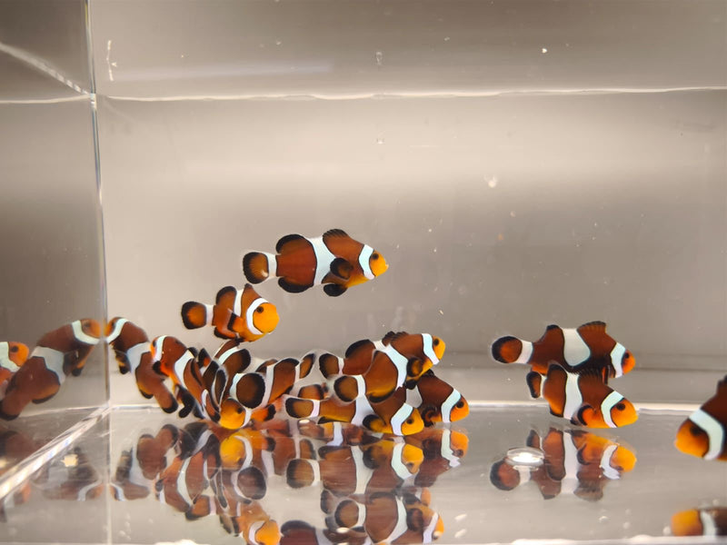 Aquacultured Clownfish - Mocha