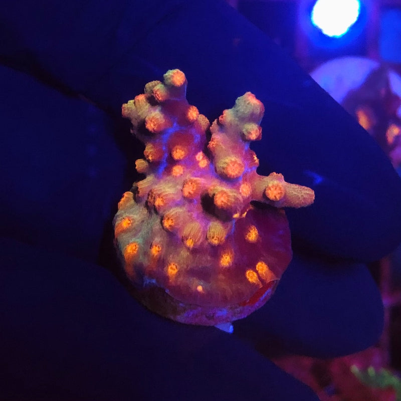 Branching Cyphastrea