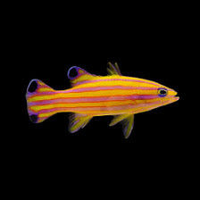 Candy Basslet