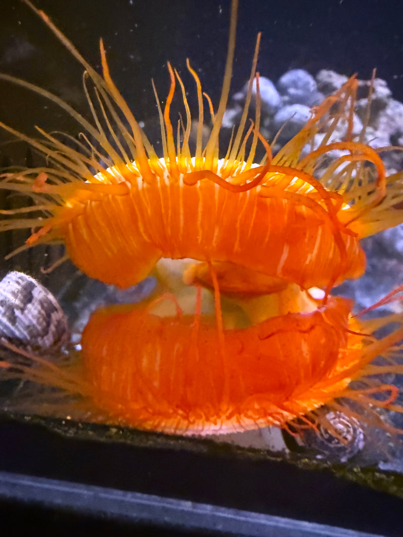 Flashing Electric Flame Scallop