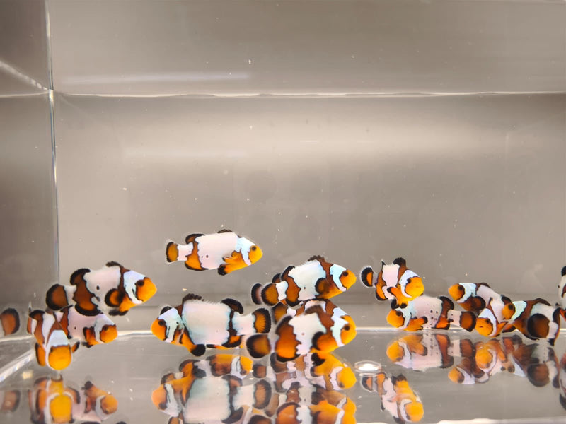 Aquacultured Clownfish - Black Ice Snowflake