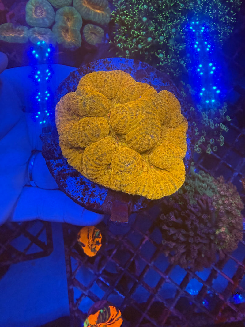 Lobophyllia WYSIWYG