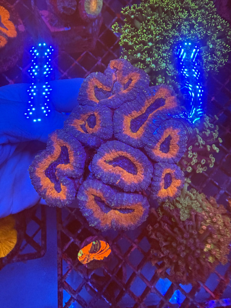 Lobophyllia WYSIWYG