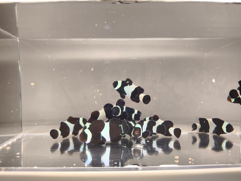 Aquacultured Clownfish - Black and White Darwin
