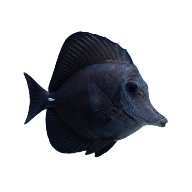 Long nose Black Tang
