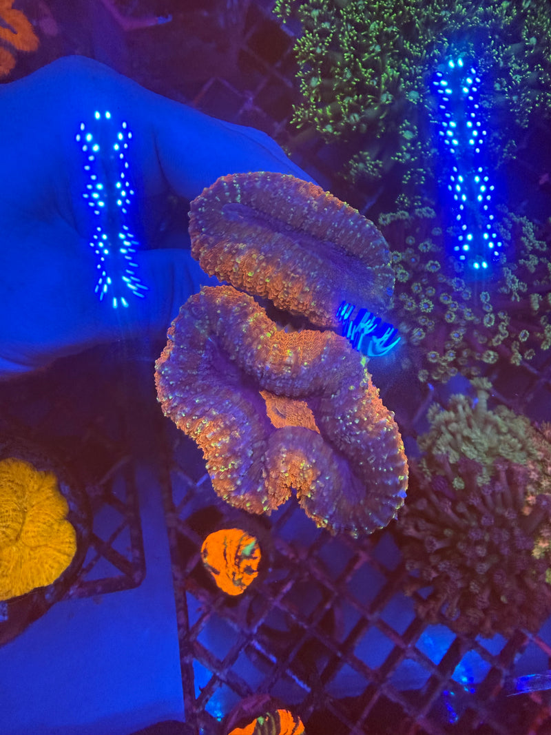 Lobophyllia WYSIWYG