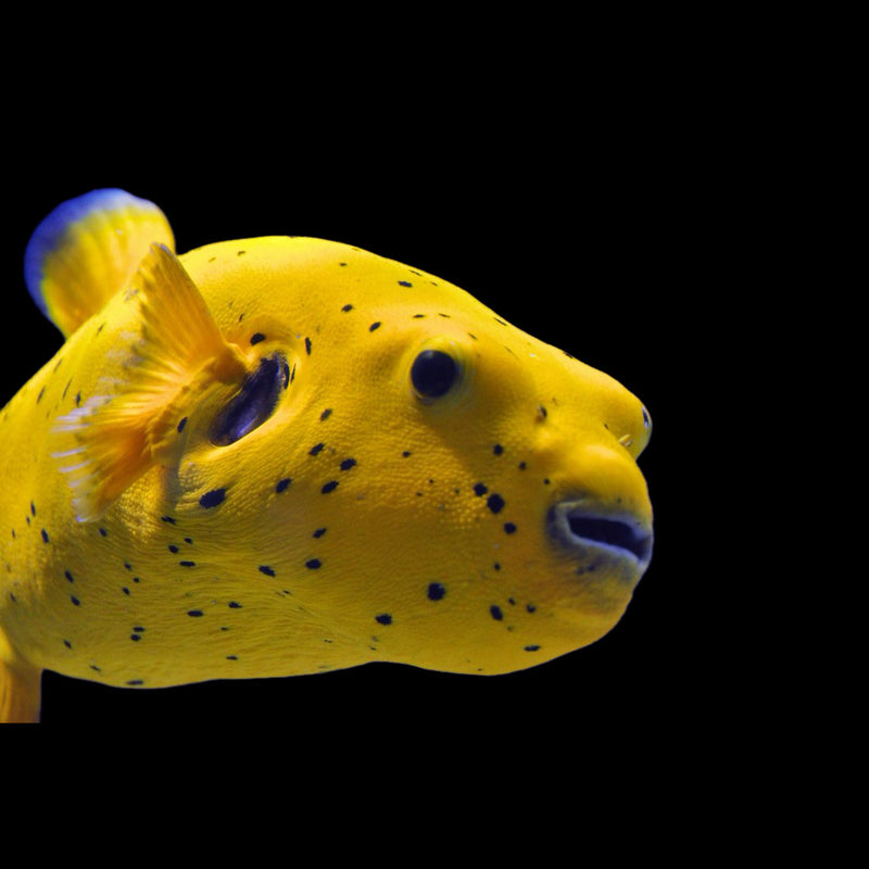 Golden Puffer