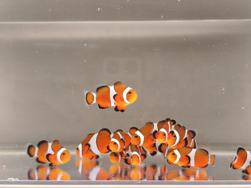Aquacultured Clownfish - Common Ocellaris