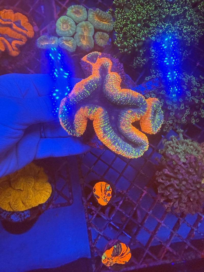 Lobophyllia WYSIWYG