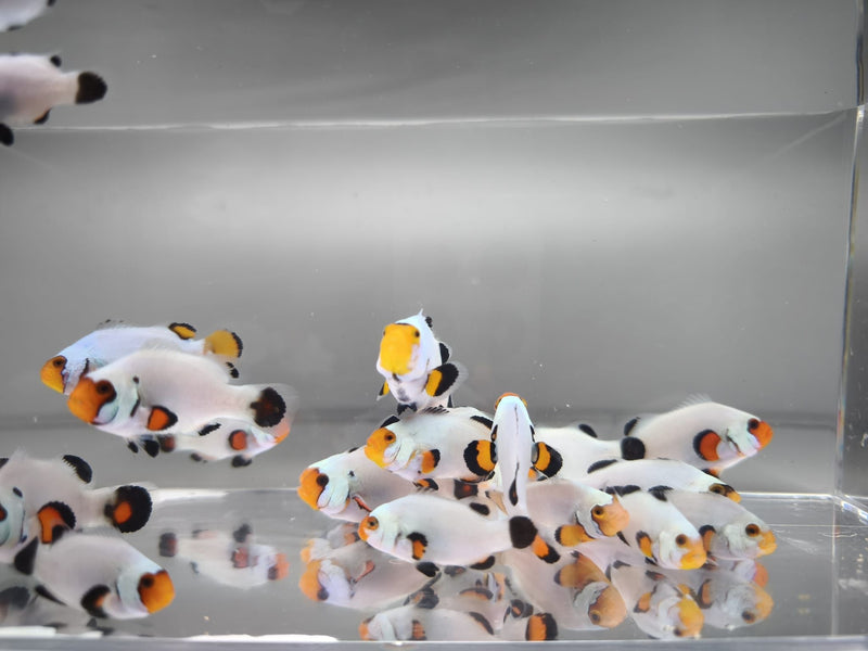 Aquacultured Clownfish - Platinum