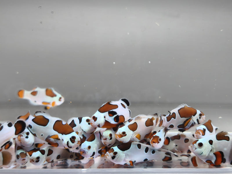 Aquacultured Clownfish - Mocha Storm