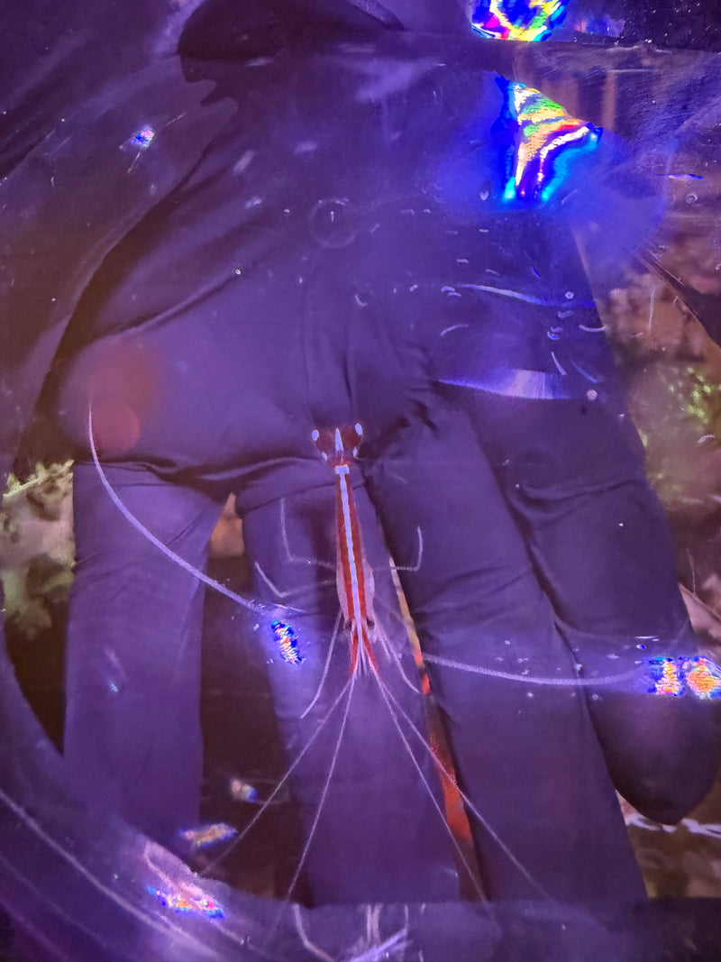 Cleaner Shrimp