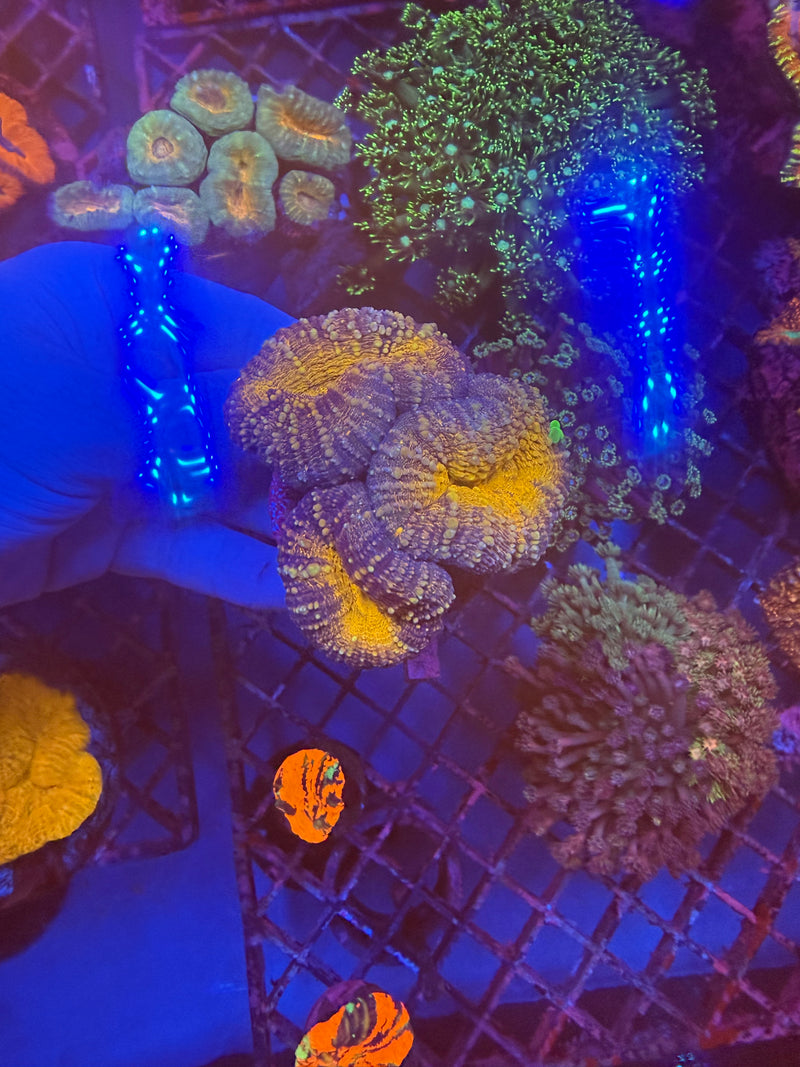 Lobophyllia WYSIWYG