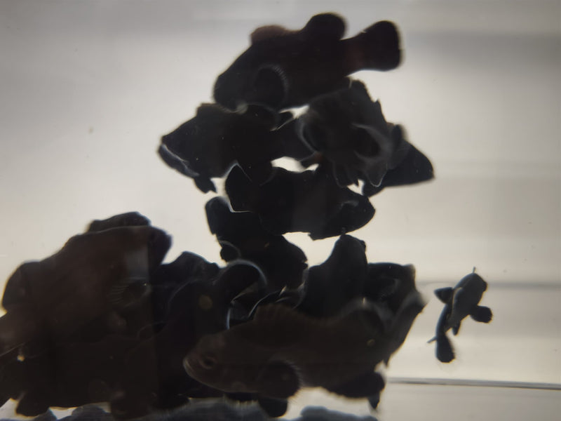 Aquacultured Clownfish - Midnight Black
