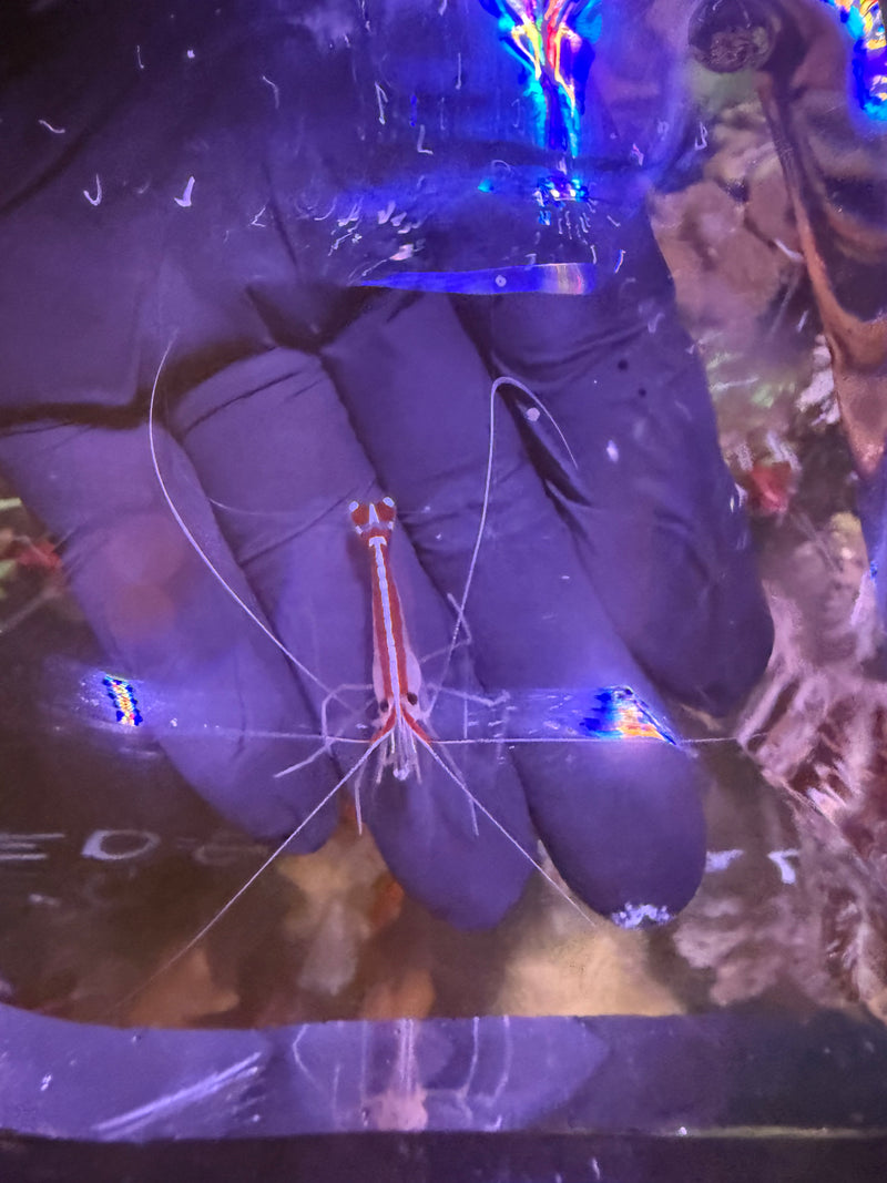 Cleaner Shrimp