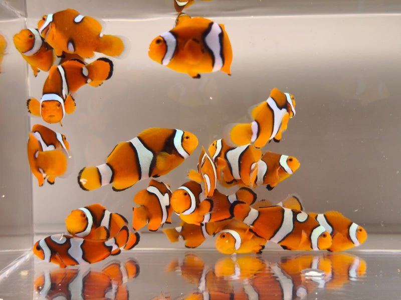 Aquacultured Clown - Percula