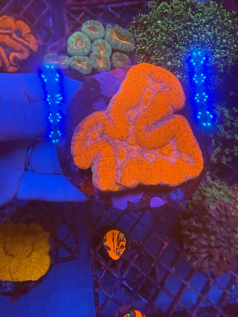 Lobophyllia WYSIWYG