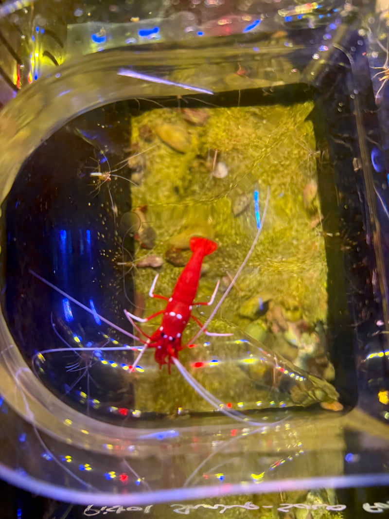 Fire Shrimp