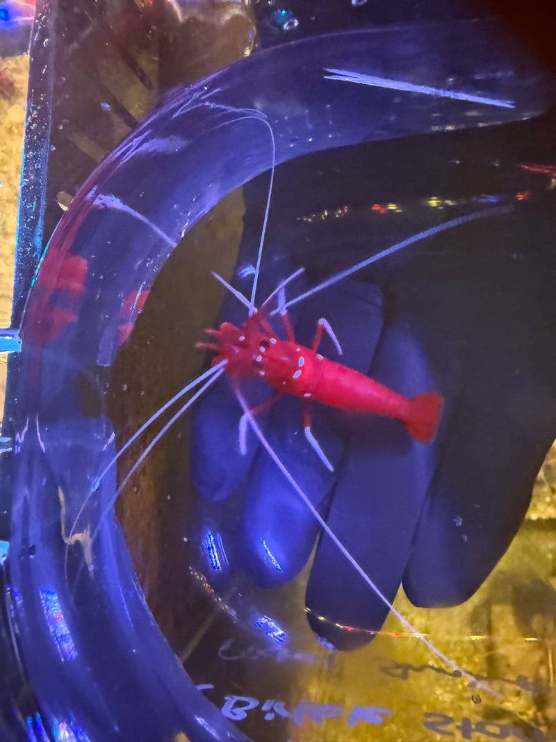 Fire Shrimp
