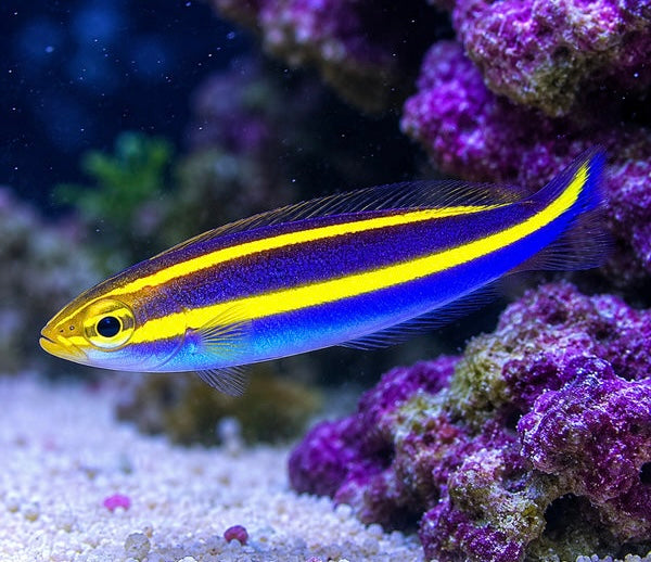 Banana Fish - Pentapodus Emeryii