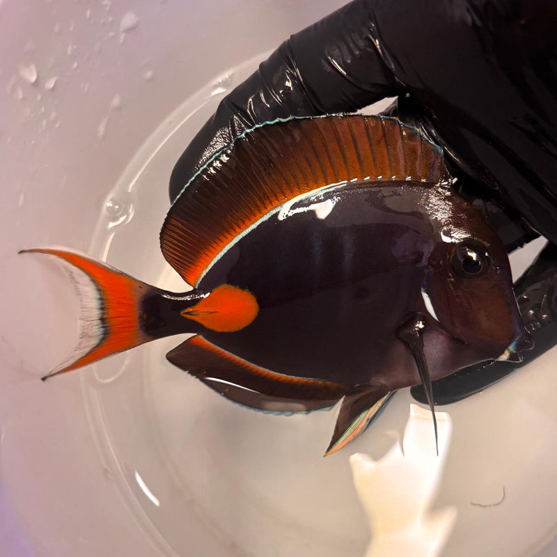 Achilles Tang