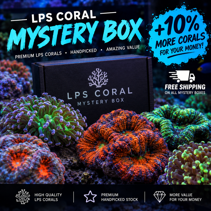 LPS Mystery Box