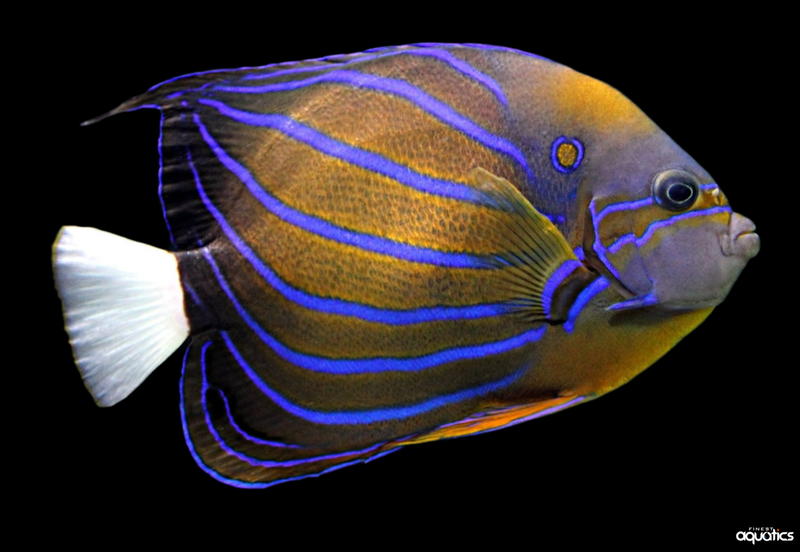 Annularis Angel - Adult