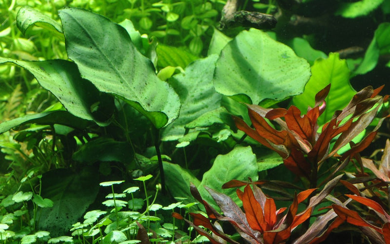 Tropica Anubias Barteri Caladiifolia - Standard Pot