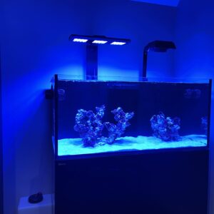 Aqua-Print Reef Flare S Shade