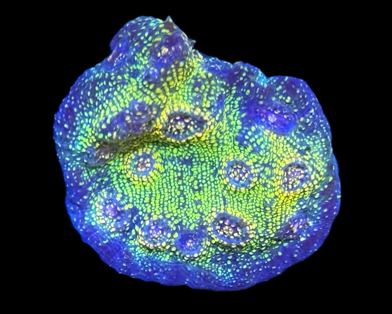 Avatar Chalice Frag