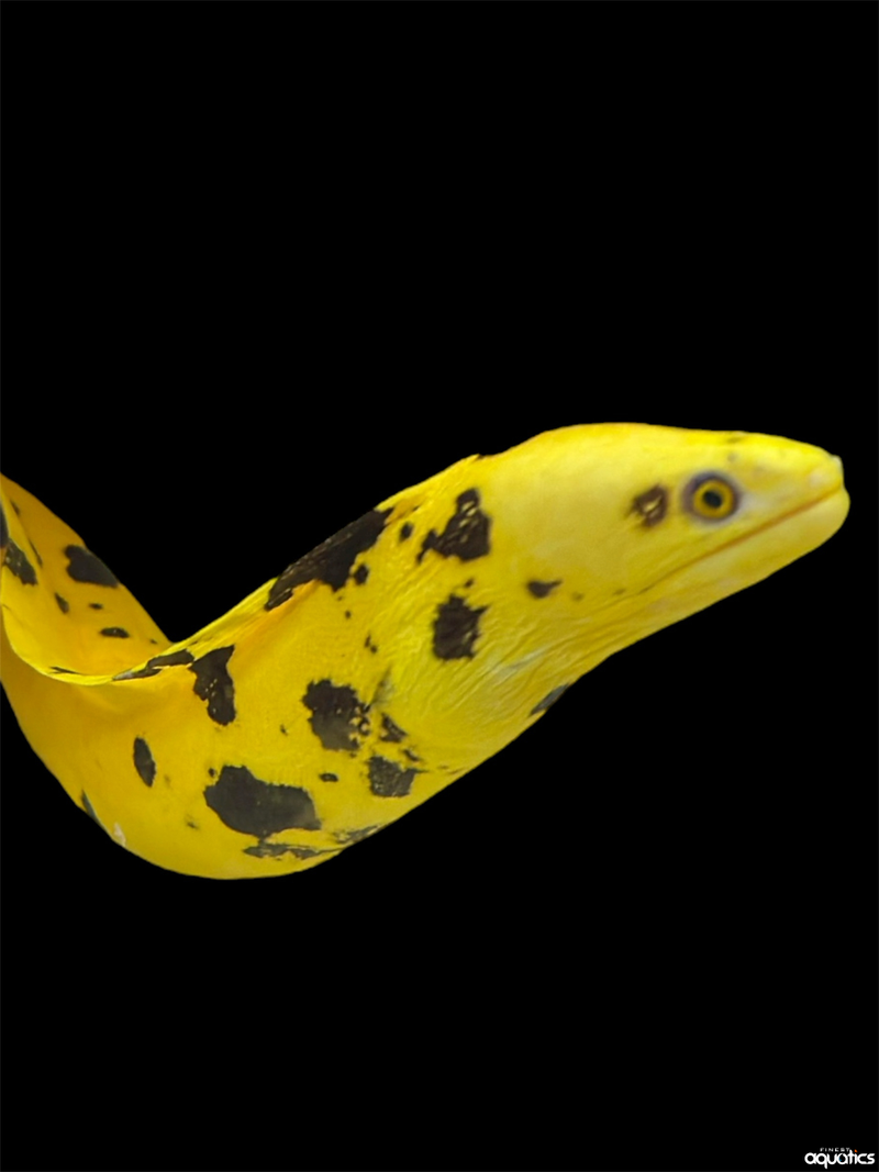 Banana Eel