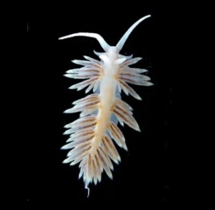 Berghia Nudibranch x 3