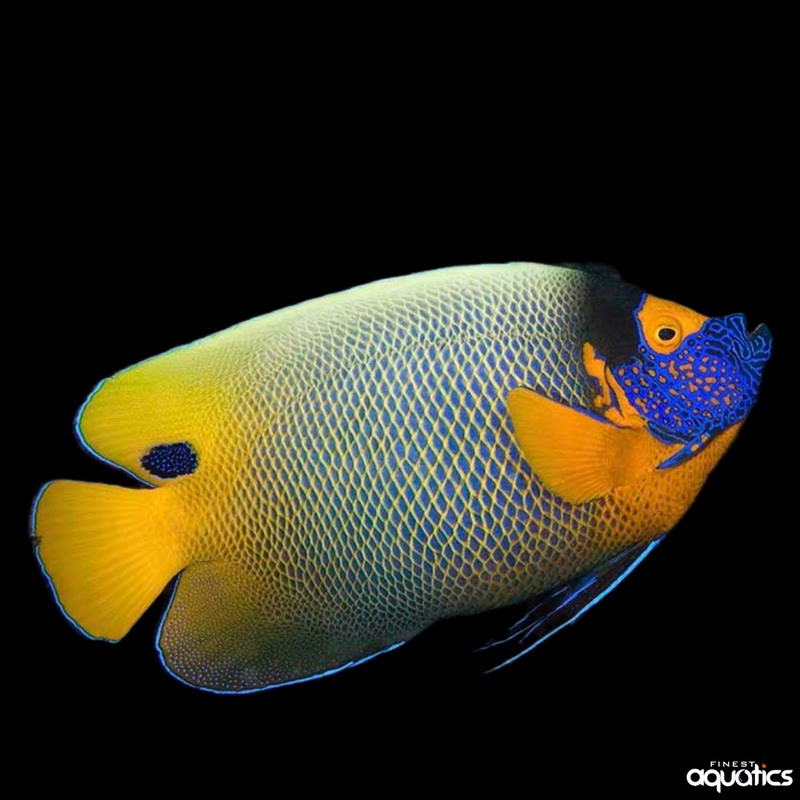 Blueface Angel - Adult