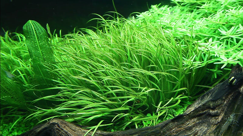 Tropica Blyxa Japonica - 1-2-Grow!