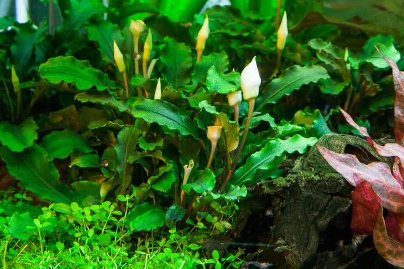 Tropica Bucephalandra Pygmaea 'Bukit Kelam'  - 1-2-Grow!