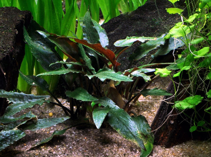 Tropica Cryptocoryne Beckettii 'Petchii' - Standard Pot