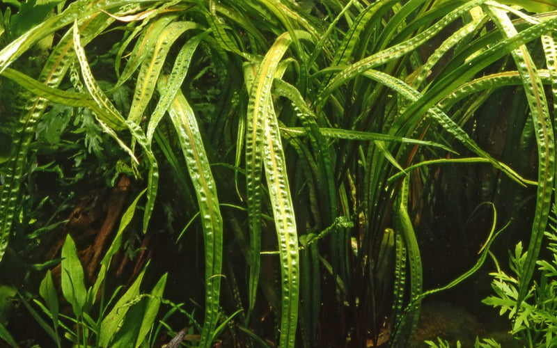 Tropica Cryptocoryne Crispatula - 1-2-Grow!