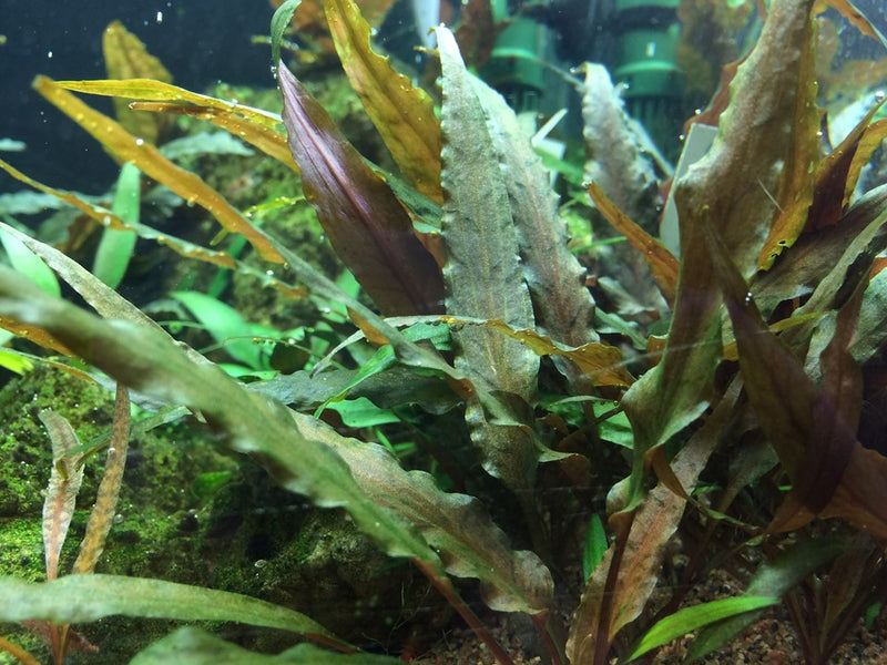 Tropica Cryptocoryne Undulatus 'Red' - 1-2-Grow!
